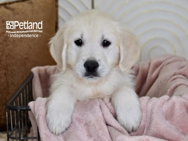 Golden Retriever Dog Male Light Golden 5491 Petland Independence, Missouri