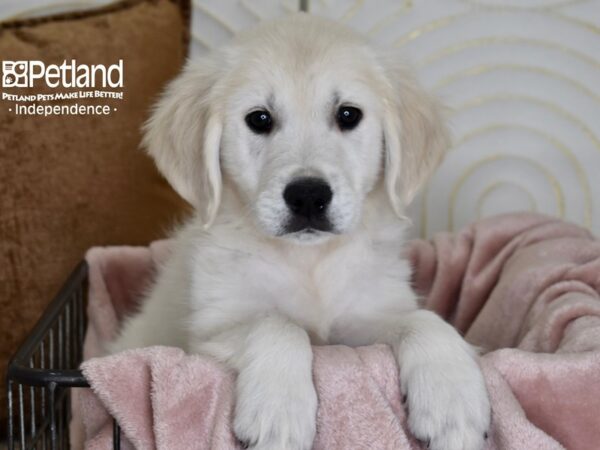 Golden Retriever Dog Male Light Golden 5490 Petland Independence, Missouri