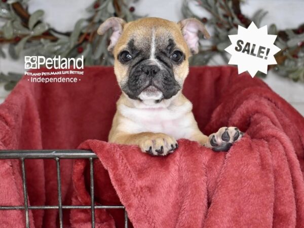 French Bulldog-Dog-Male-Fawn-5379-Petland Independence, Missouri