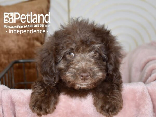 [#5524] Chocolate Female Miniature Goldendoodle 2nd Gen Puppies For Sale