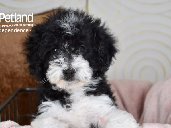 Miniature Goldendoodle 2nd Gen Dog Male Black & White 5521 Petland Independence, Missouri