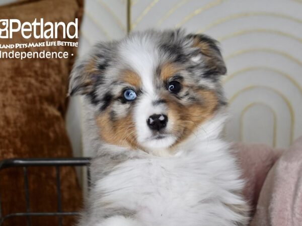 Toy Australian Shepherd Dog Male Blue Merle 5518 Petland Independence, Missouri