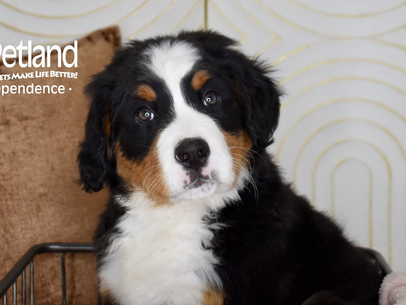 [#5514] Black, Rust, & White Female Bernese Mountain Dog Puppies For Sale