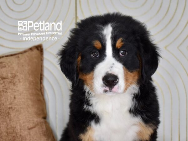 Bernese Mountain Dog Dog Male Black, Rust, & White 5513 Petland Independence, Missouri