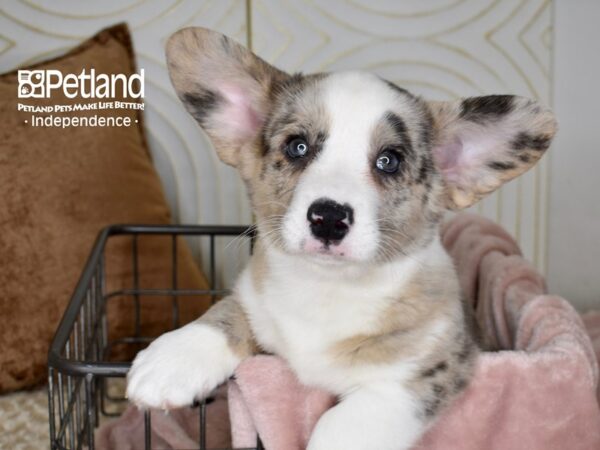 Cardigan Welsh Corgi-Dog-Male-Merle-5515-Petland Independence, Missouri