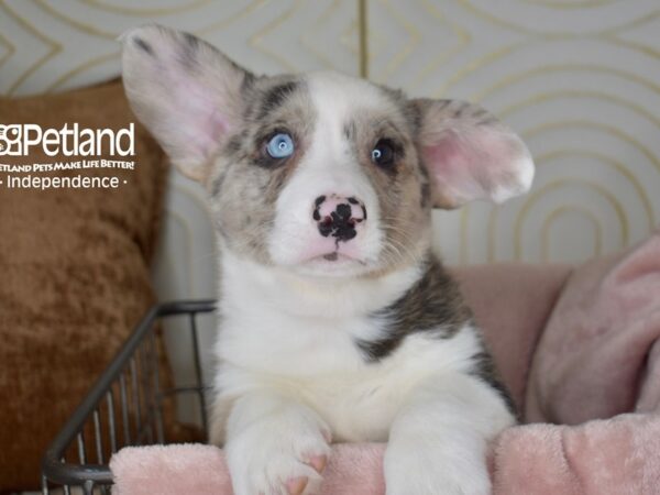 Cardigan Welsh Corgi Dog Male Merle 5516 Petland Independence, Missouri