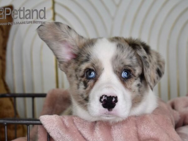 Cardigan Welsh Corgi Dog Male Blue Merle 657 Petland Independence, Missouri