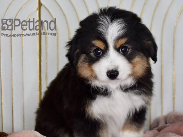 Toy Australian Shepherd-Dog-Male-Black Tri-655-Petland Independence & Lee's Summit, MO