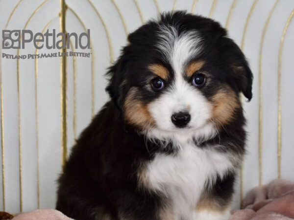 Toy Australian Shepherd Dog Male Black Tri 655 Petland Independence, Missouri