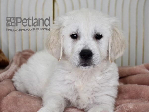 Golden Retriever-Dog-Male-Golden-658-Petland Independence & Lee's Summit, MO