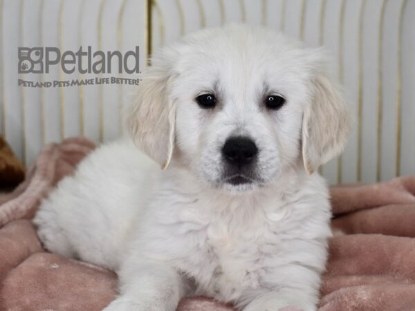 Golden Retriever Dog Male Golden 658 Petland Independence, Missouri