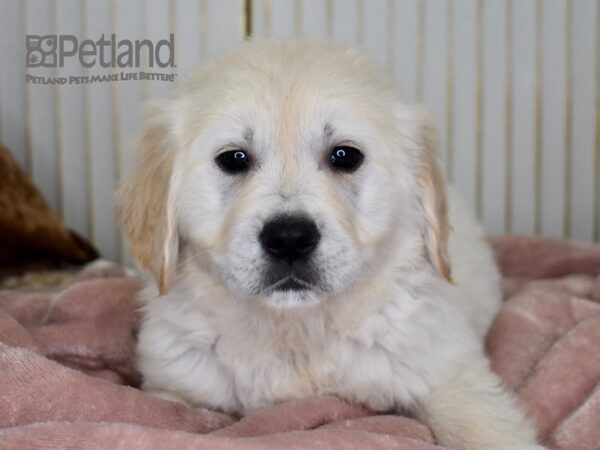 Golden Retriever Dog Female Golden 659 Petland Independence, Missouri