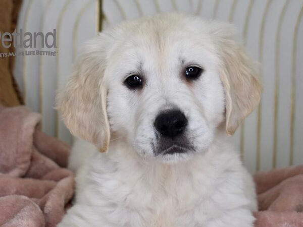 Golden Retriever Dog Female Golden 660 Petland Independence, Missouri