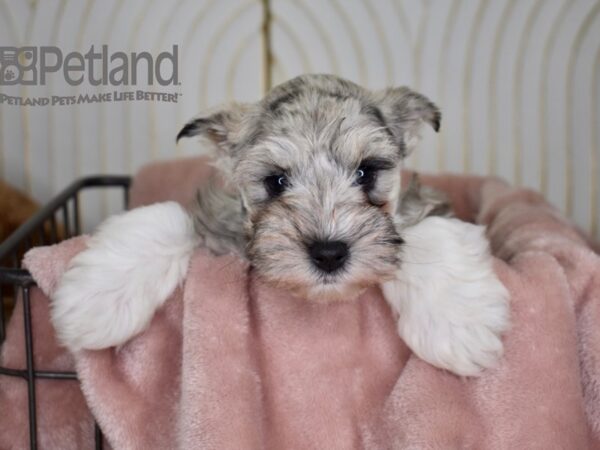 Miniature Schnauzer Dog Male Blue Merle 654 Petland Independence, Missouri