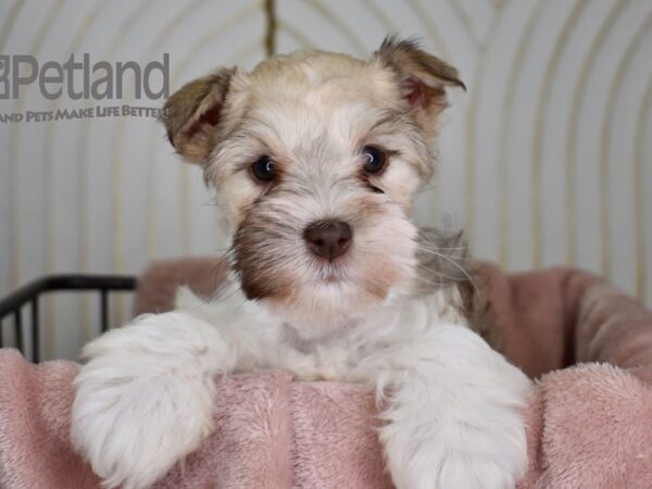 Miniature Schnauzer Dog Female Sable 653 Petland Independence, Missouri