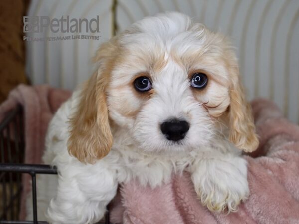 Cavachon Dog Male Blenheim 663 Petland Independence, Missouri