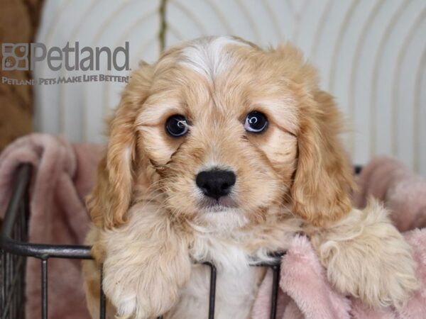 Cavachon-Dog-Male-Apricot-664-Petland Independence, Missouri