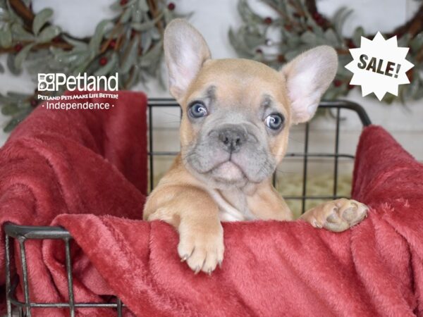 [#5376] Blue Fawn Male French Bulldog Puppies For Sale