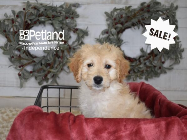 Miniature Goldendoodle 2nd Gen Dog Male Golden 5417 Petland Independence, Missouri