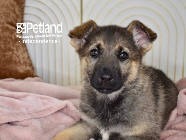 German Shepherd Dog Male Sable 5528 Petland Independence, Missouri