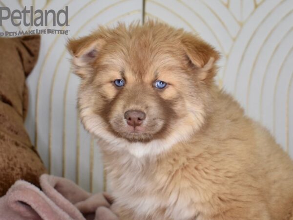 [#670] Tan Female Pomsky Puppies For Sale