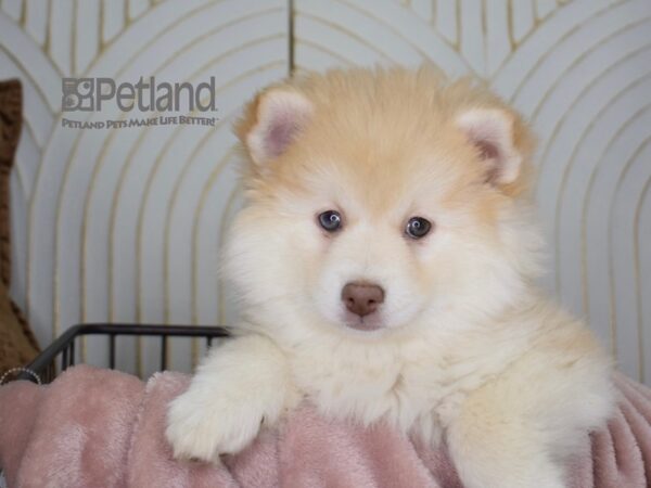 [#669] Tan Female Pomsky Puppies For Sale