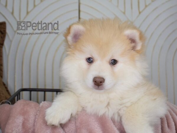 Pomsky-Dog-Female-Tan-669-Petland Independence & Lee's Summit, MO