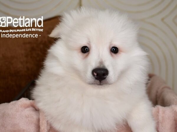 [#5526] White Male American Eskimo Puppies For Sale