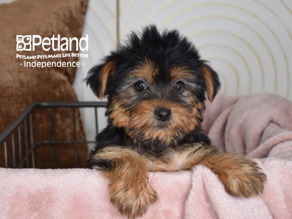 Yorkshire Terrier Dog Female Black & Tan 5531 Petland Independence, Missouri