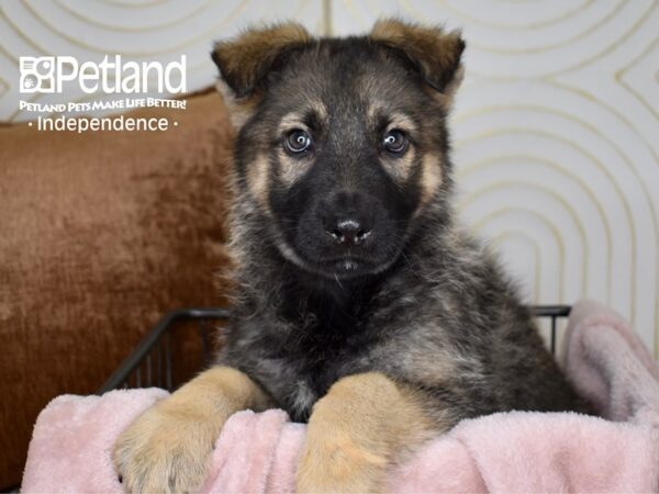 German Shepherd Dog Female Sable 5530 Petland Independence, Missouri