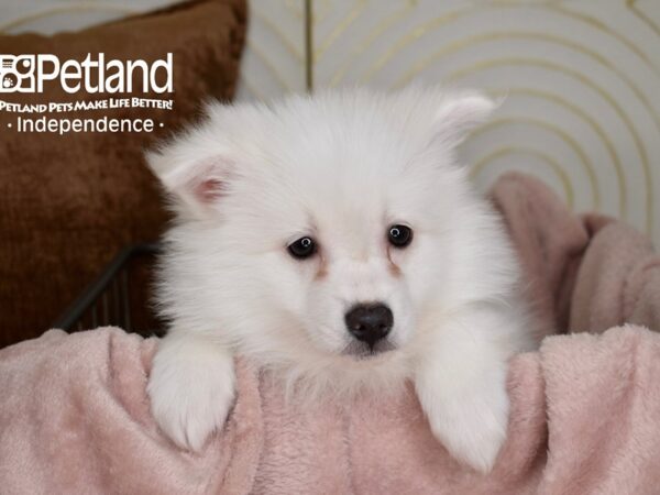 American Eskimo-Dog-Male-White-5527-Petland Independence, Missouri