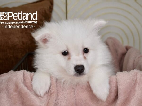 American Eskimo-Dog-Male-White-5527-Petland Independence & Lee's Summit, MO