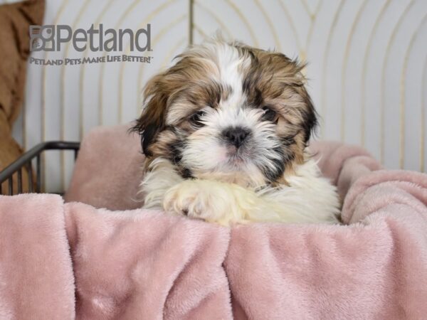 Shih Tzu Dog Female Brown & White 674 Petland Independence, Missouri