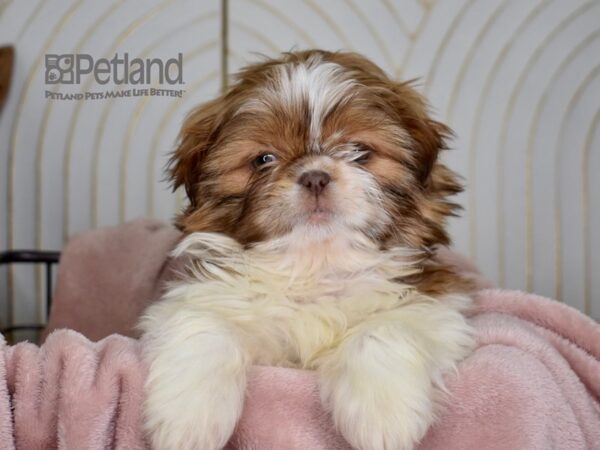 Shih Tzu Dog Female Brown & White 673 Petland Independence, Missouri