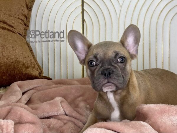 French Bulldog Dog Female Blue Fawn 574 Petland Independence, Missouri