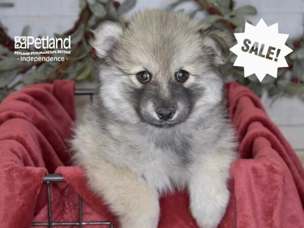 Pomsky 2nd Gen Dog Male Sable 5433 Petland Independence, Missouri