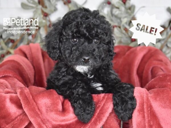 Miniature Goldendoodle 2nd Gen-Dog-Female-Black-5425-Petland Independence & Lee's Summit, MO