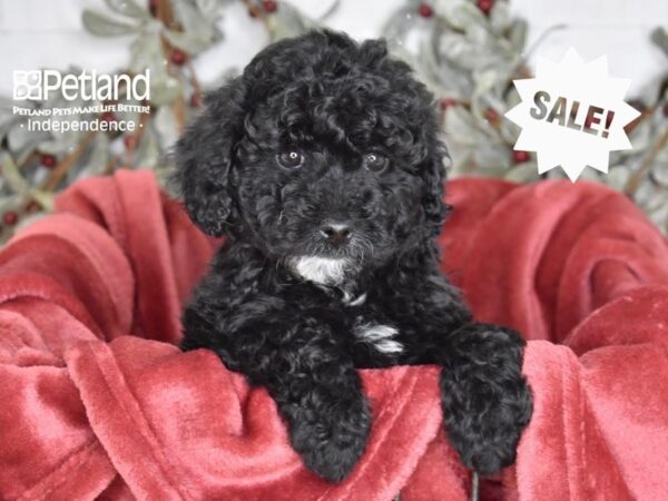 Miniature Goldendoodle 2nd Gen Dog Female Black 5425 Petland Independence, Missouri