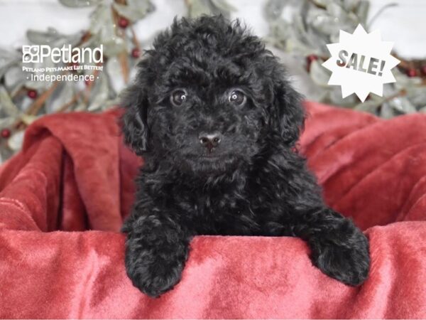 Miniature Goldendoodle 2nd Gen Dog Female Black 5426 Petland Independence, Missouri