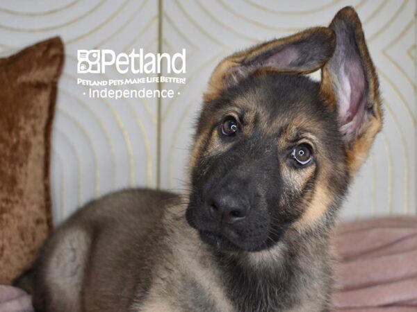 German Shepherd-Dog-Male-Sable-5544-Petland Independence & Lee's Summit, MO