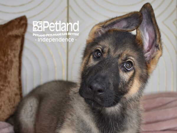 German Shepherd Dog Male Sable 5544 Petland Independence, Missouri