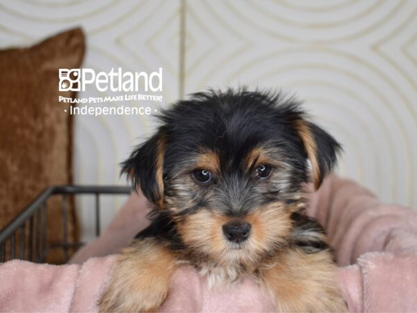 Yorkshire Terrier Dog Female Black & Tan 5540 Petland Independence, Missouri