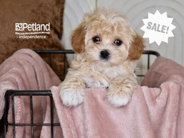 Shih Poo Dog Female Apricot 5459 Petland Independence, Missouri