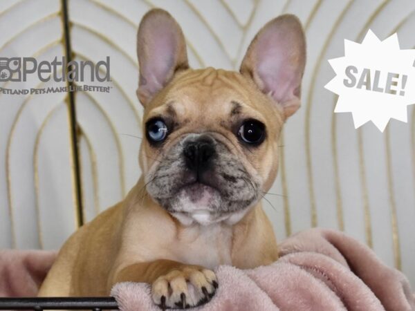 French Bulldog-Dog-Female-Fawn Merle-5535-Petland Independence, Missouri