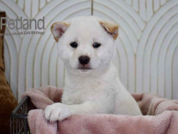 Shiba Inu-Dog-Male-Cream-685-Petland Independence & Lee's Summit, MO