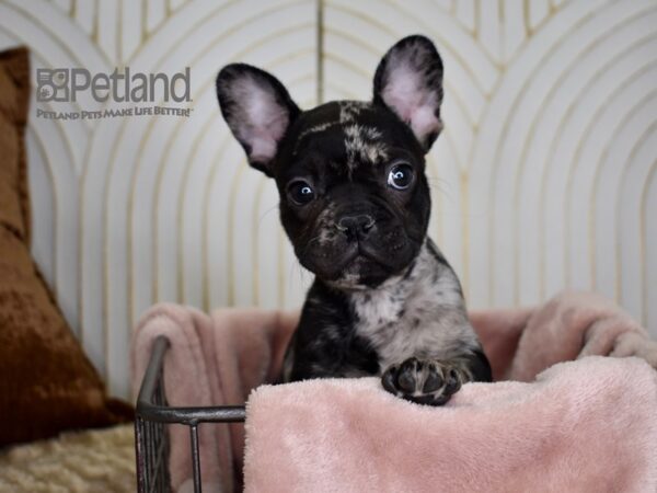 French Bulldog Dog Male Black Merle 691 Petland Independence, Missouri