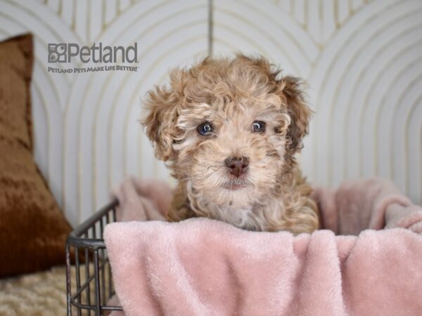 Miniature Goldendoodle 2nd Gen Dog Female Chocolate Merle 681 Petland Independence, Missouri