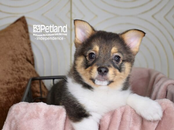 Corgi Pom Dog Female Brown & White 5562 Petland Independence, Missouri