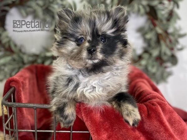 Pomeranian Dog Female Blue Merle 611 Petland Independence, Missouri