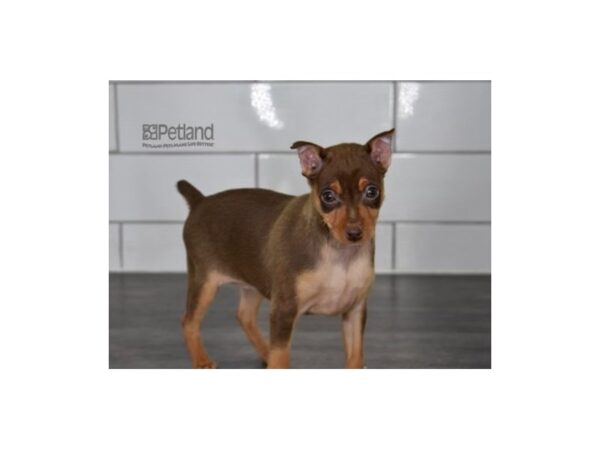 Miniature Pinscher-Dog-Female-Chocolate & Tan-622-Petland Independence & Lee's Summit, MO